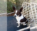 Image preview for Ad Listing. Nickname: gizmo