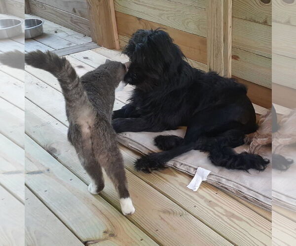 Medium Photo #2 Mutt Puppy For Sale in Hinton, WV, USA