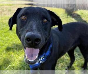 Labrador Retriever-Unknown Mix Dogs for adoption in Pueblo, CO, USA