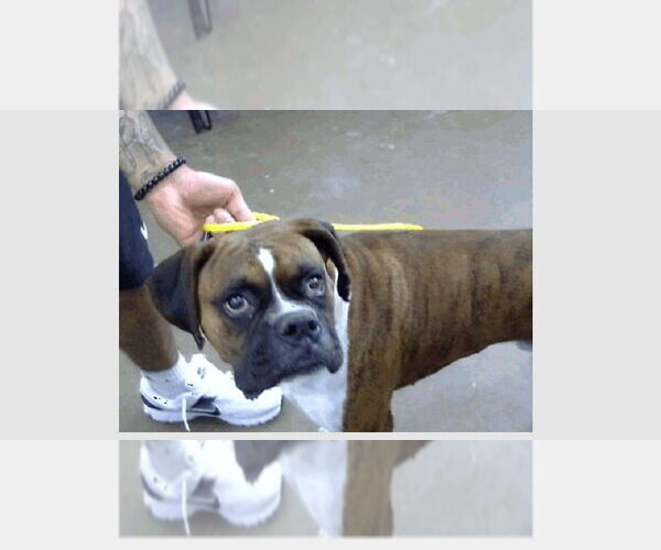 Medium Photo #1 Boxer Puppy For Sale in Austin, TX, USA