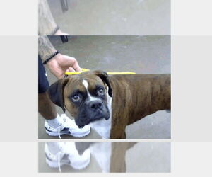 Boxer Dogs for adoption in Austin, TX, USA