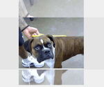 Small Boxer