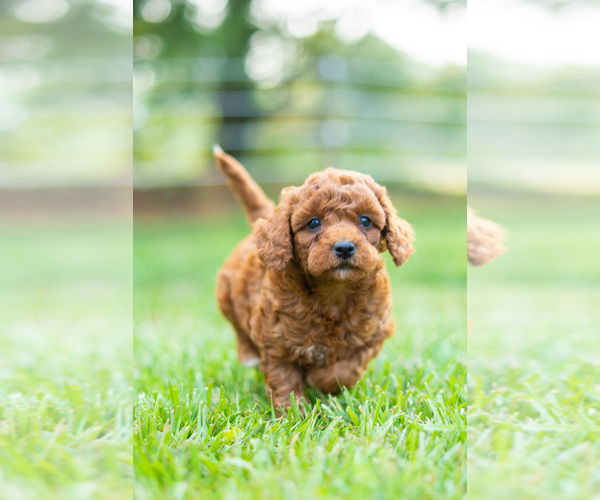Medium Photo #3 Miniature Labradoodle Puppy For Sale in WESTMINSTER, MD, USA
