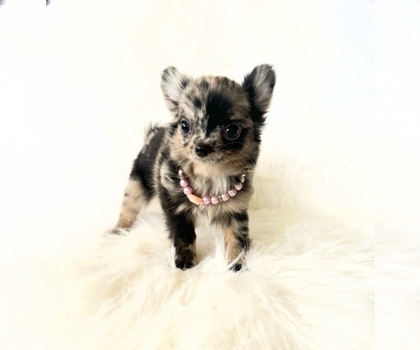 Medium Photo #4 Chihuahua Puppy For Sale in SACRAMENTO, CA, USA