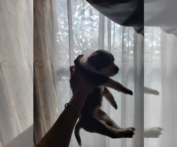 Medium Photo #16 Miniature Australian Shepherd Puppy For Sale in WILLIAMSBURG, CO, USA
