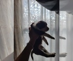 Small #15 Miniature Australian Shepherd