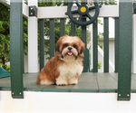 Small Photo #3 Shih Tzu Puppy For Sale in SYRACUSE, IN, USA