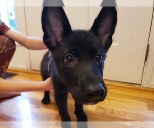 German Shepherd Dog Puppy for sale in WINCHESTER, VA, USA