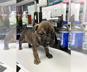 Chihuahua Dogs for adoption in Stockton, CA, USA