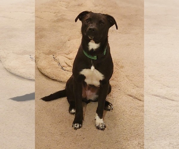 Medium Photo #5 Border Collie-Unknown Mix Puppy For Sale in White Bluff, TN, USA