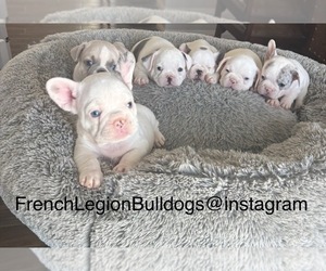 French Bulldog Puppy for Sale in PAHRUMP, Nevada USA