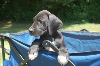 Great Dane Puppy for sale in SPRINGFIELD, MO, USA