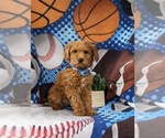 Small Photo #3 Goldendoodle (Miniature) Puppy For Sale in STEVENS, PA, USA