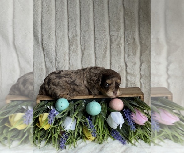 Medium Photo #4 Goldendoodle mix (+ Poodle Miniature) Puppy For Sale in NILES, MI, USA