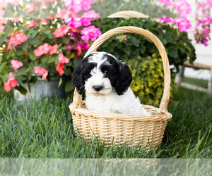 Cock-A-Poo Puppy for sale in MILLERSBURG, IN, USA