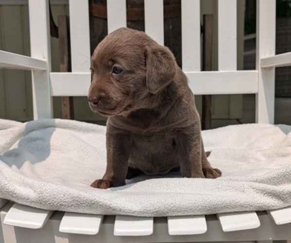 Medium Photo #2 Labrador Retriever Puppy For Sale in GOSHEN, IN, USA