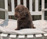 Small #1 Labrador Retriever