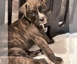 Litter of 7 - Male(s) and Female(s) BoxerLitter of Puppies for Sale - Photo #14