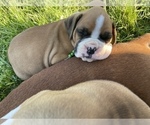 Small Photo #7 Boxer Puppy For Sale in CLAYTON, DE, USA