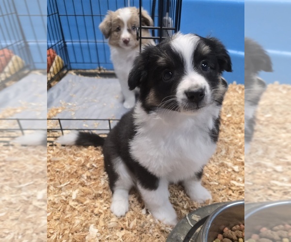 Medium Photo #4 Miniature Australian Shepherd Puppy For Sale in ADAIR VILLAGE, OR, USA
