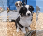 Dolly - Female Miniature Australian Shepherd Puppy for Sale - Photo #4