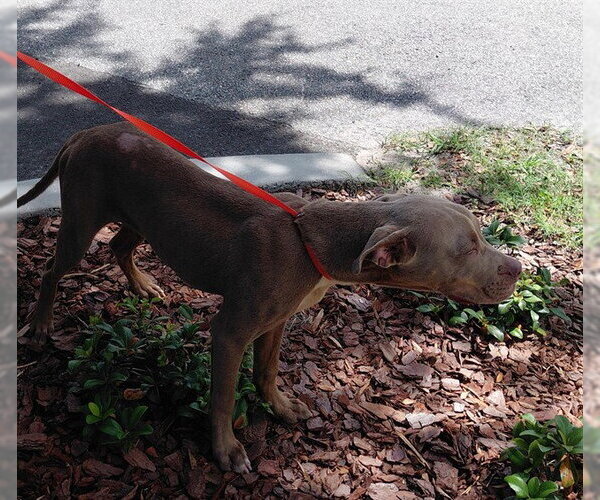 Medium Photo #1 Mutt Puppy For Sale in St. Cloud, FL, USA