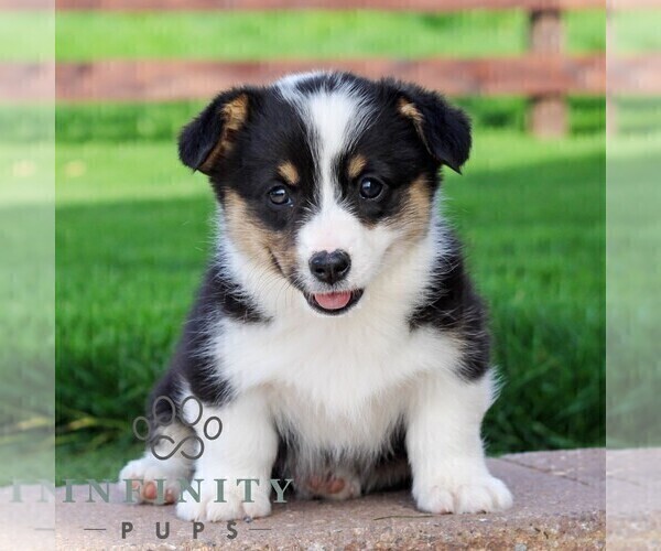 Medium Photo #1 Pembroke Welsh Corgi Puppy For Sale in PALMYRA, PA, USA