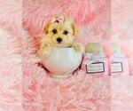 Small Poodle (Toy)