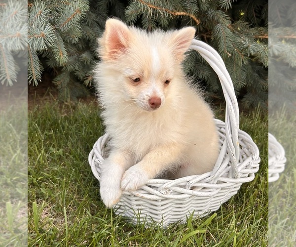 Medium Photo #4 Pomeranian Puppy For Sale in MIDDLEBURY, IN, USA