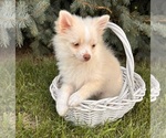 Small #3 Pomeranian