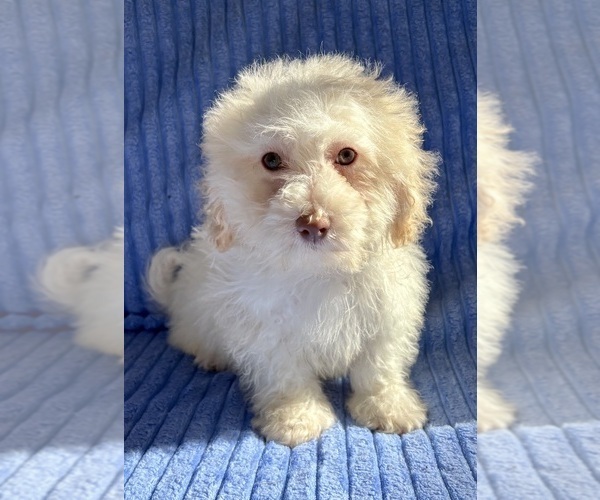 Medium Photo #2 Poovanese Puppy For Sale in FAIR HAVEN, MI, USA