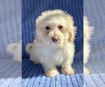 Small Photo #2 Poovanese Puppy For Sale in FAIR HAVEN, MI, USA