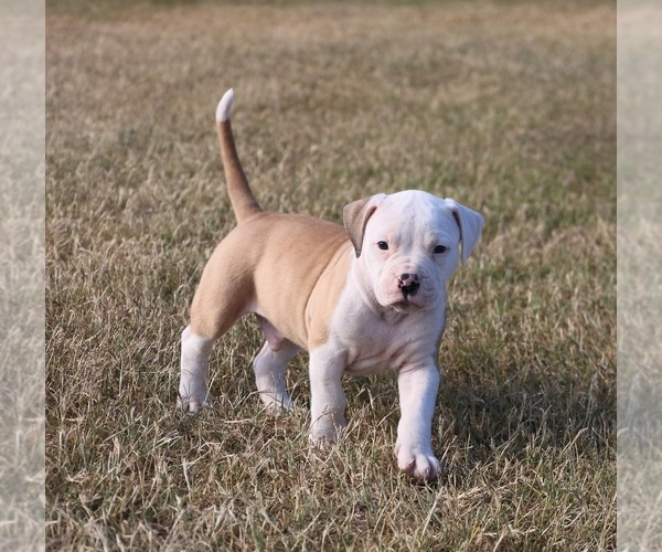 Medium Photo #1 American Bulldog Puppy For Sale in FAIR GROVE, MO, USA