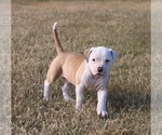 Small Photo #1 American Bulldog Puppy For Sale in FAIR GROVE, MO, USA