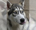 Small Photo #3 Siberian Husky Puppy For Sale in Severn, MD, USA