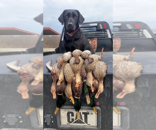 Medium Photo #1 Labrador Retriever Puppy For Sale in COOKEVLE, TN, USA