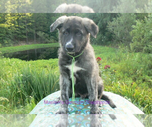 Medium Photo #2 German Shepherd Dog Puppy For Sale in PIEDMONT, MO, USA
