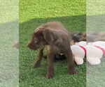 Small #2 Poodle (Miniature) Mix