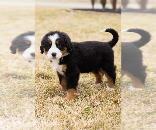 Medium Photo #16 Bernese Mountain Dog Puppy For Sale in MILLERSBURG, IN, USA
