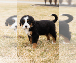 Small #2 Bernese Mountain Dog