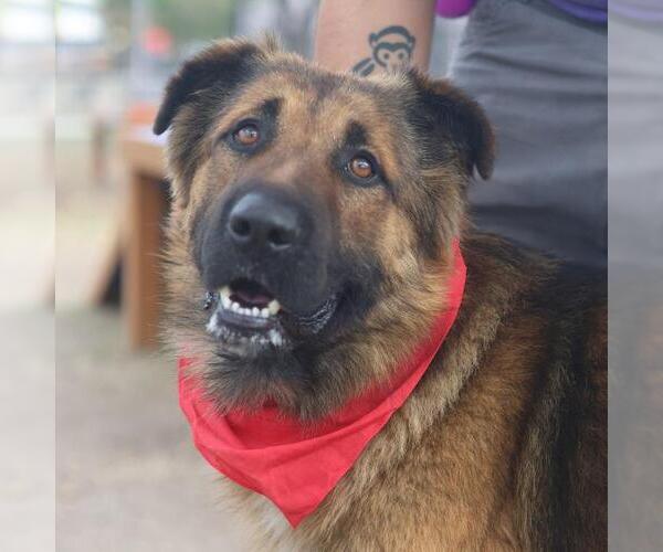 Medium Photo #1 German Shepherd Dog-Unknown Mix Puppy For Sale in San Antonio, TX, USA