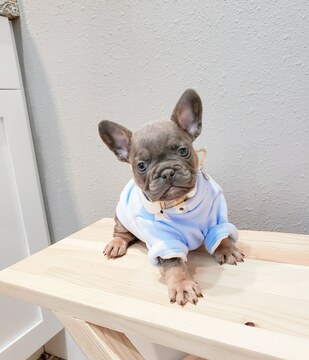 Medium Photo #13 French Bulldog Puppy For Sale in MARYSVILLE, WA, USA