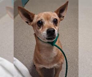 Chihuahua-Unknown Mix Dogs for adoption in Las Vegas, NV, USA