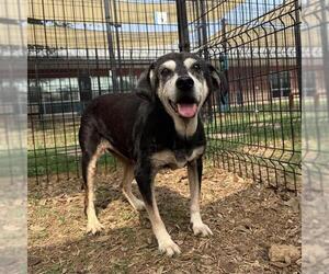 Siberian Husky-Unknown Mix Dogs for adoption in San Antonio, TX, USA