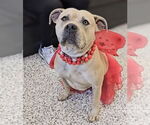 Small #5 American Staffordshire Terrier Mix