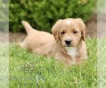 Small #1 Miniature Labradoodle