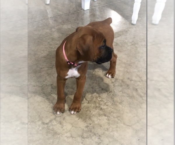 Medium Photo #4 Boxer Puppy For Sale in APPLE CREEK, OH, USA