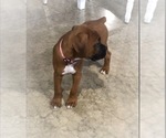 Small #3 Boxer