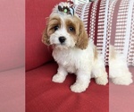 Small #6 Cavapoo