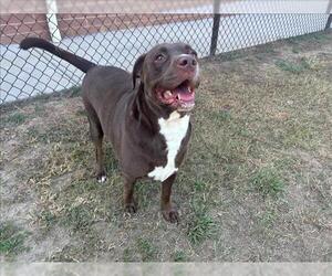 American Pit Bull Terrier-Unknown Mix Dogs for adoption in Grovetown, GA, USA